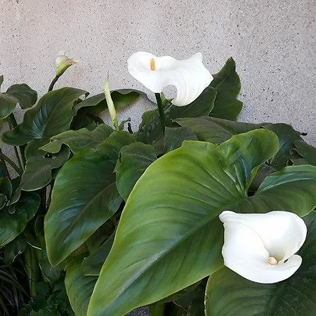 Condes De Hotel Buñol